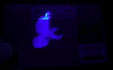  A bird appears on every Visa credit card when held under a UV light source 